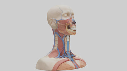 3D model Human Throat Anatomy Model VR / AR / low-poly