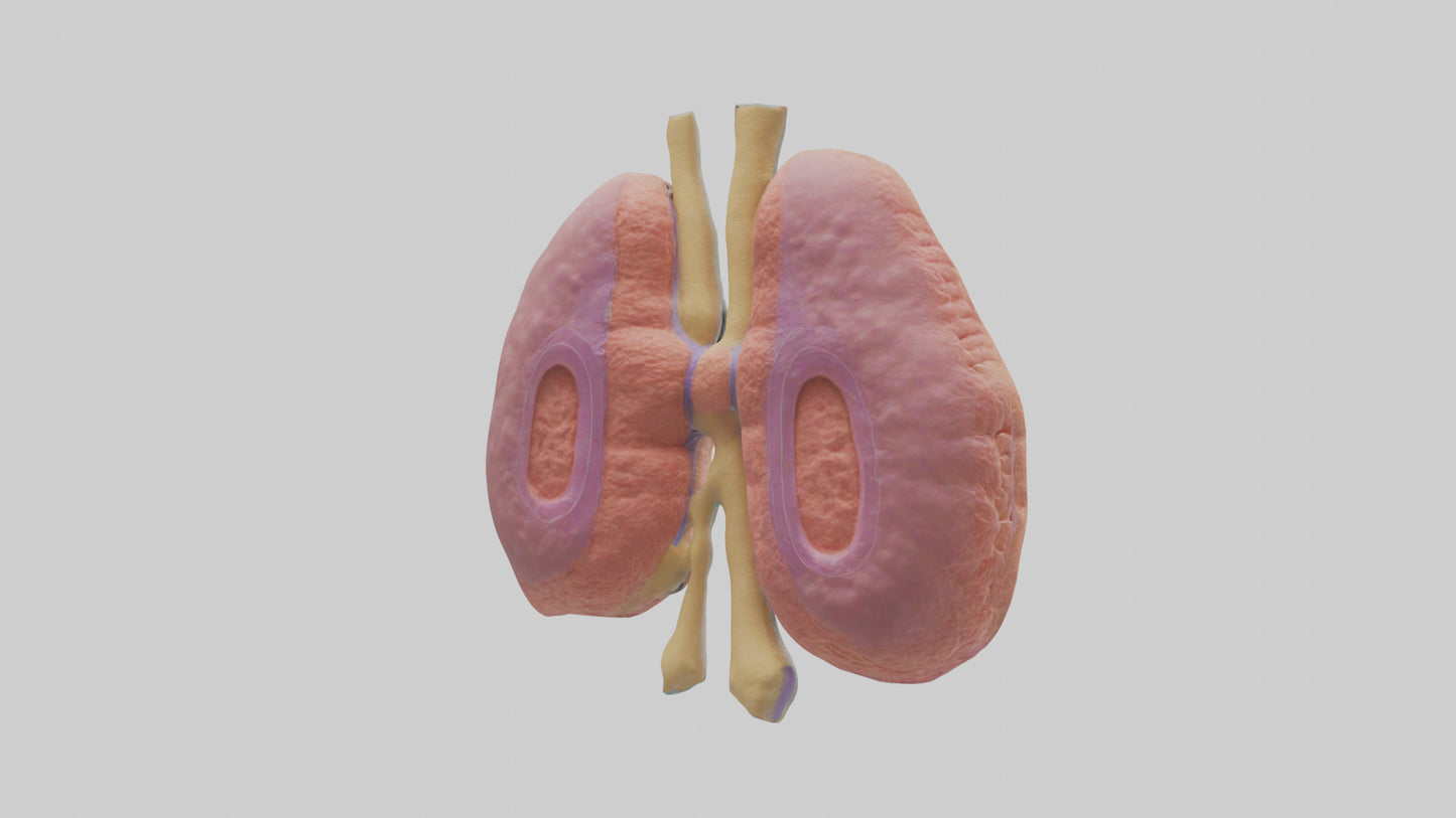 3D model Human Thymus Gland Model VR / AR / low-poly