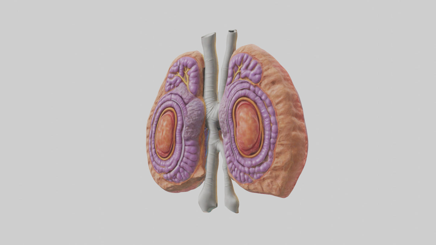 3D model Human Thymus Gland Model VR / AR / low-poly