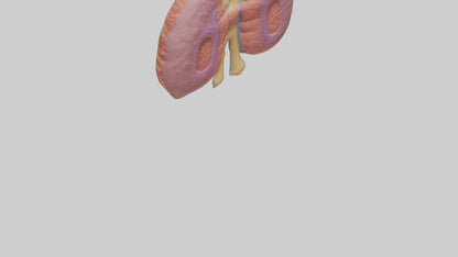 3D model Human Thymus Gland Model VR / AR / low-poly