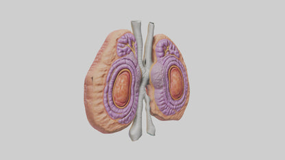 3D model Human Thymus Gland Model VR / AR / low-poly