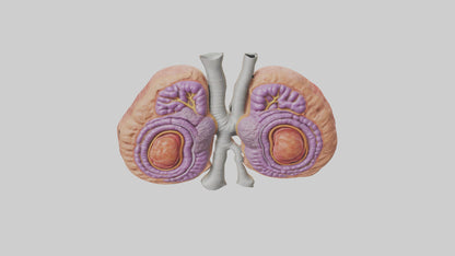 3D model Human Thymus Gland Model VR / AR / low-poly