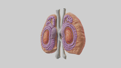 3D model Human Thymus Gland Model VR / AR / low-poly