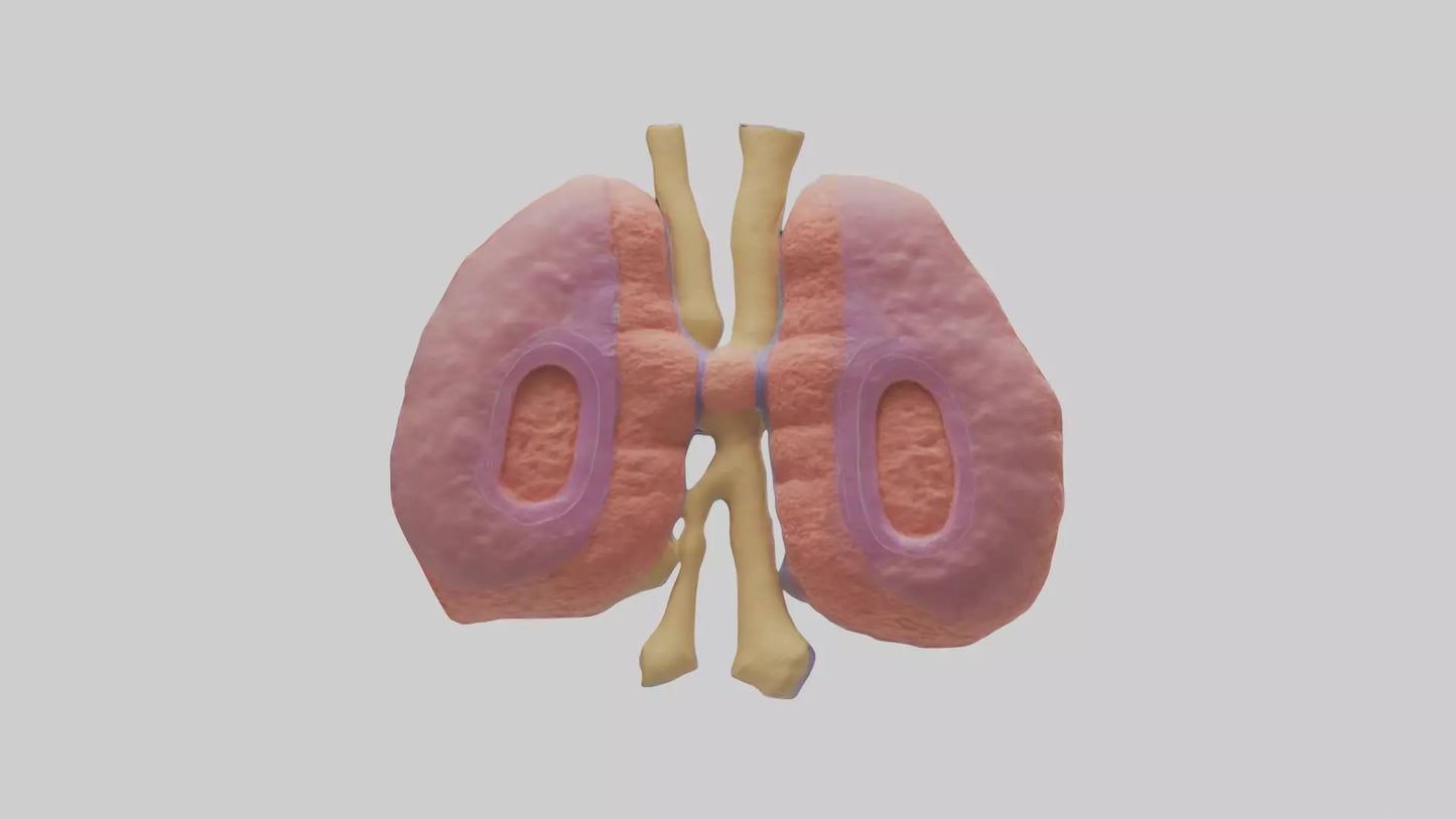 3D model Human Thymus Gland Model VR / AR / low-poly