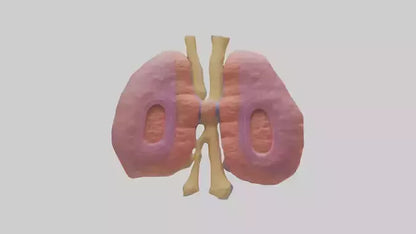 3D model Human Thymus Gland Model VR / AR / low-poly