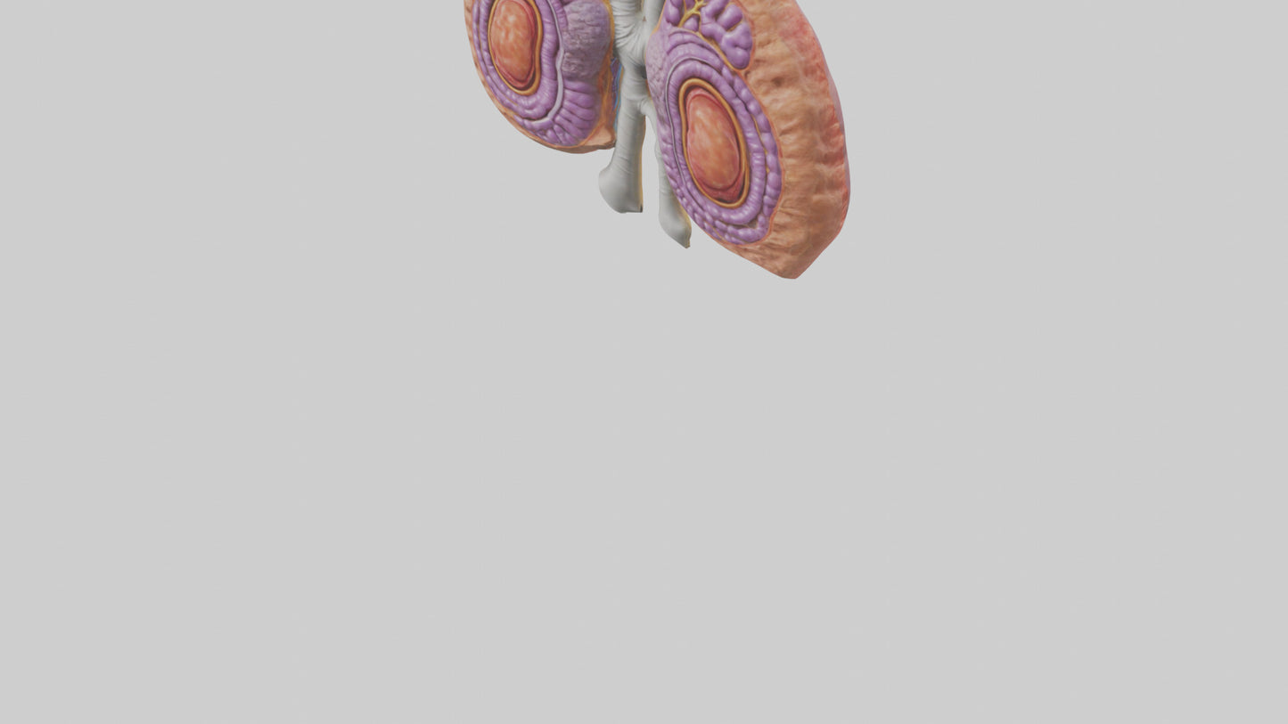 3D model Human Thymus Gland Model VR / AR / low-poly