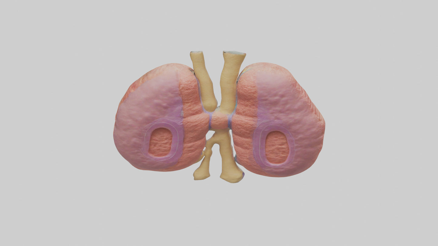 3D model Human Thymus Gland Model VR / AR / low-poly
