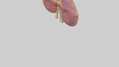 3D model Human Thymus Gland Model VR / AR / low-poly