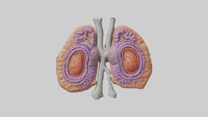 3D model Human Thymus Gland Model VR / AR / low-poly
