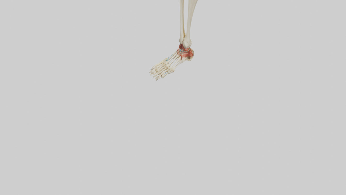 3D model Human Tibia and Fibula Model VR / AR / low-poly