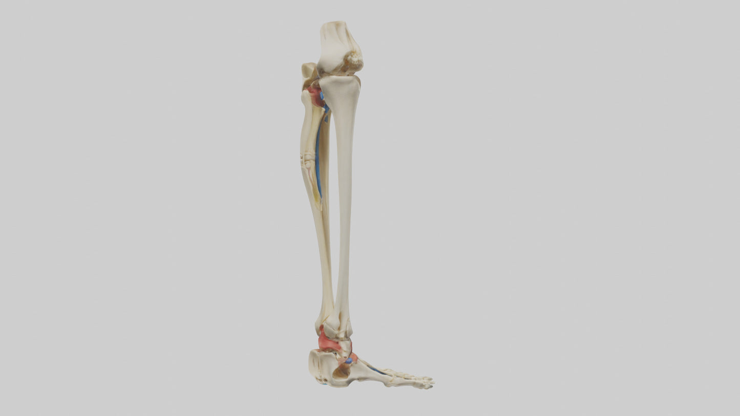 3D model Human Tibia and Fibula Model VR / AR / low-poly