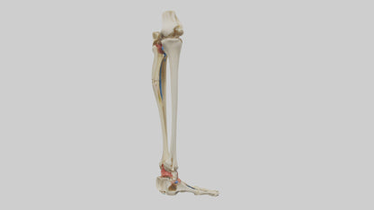 3D model Human Tibia and Fibula Model VR / AR / low-poly