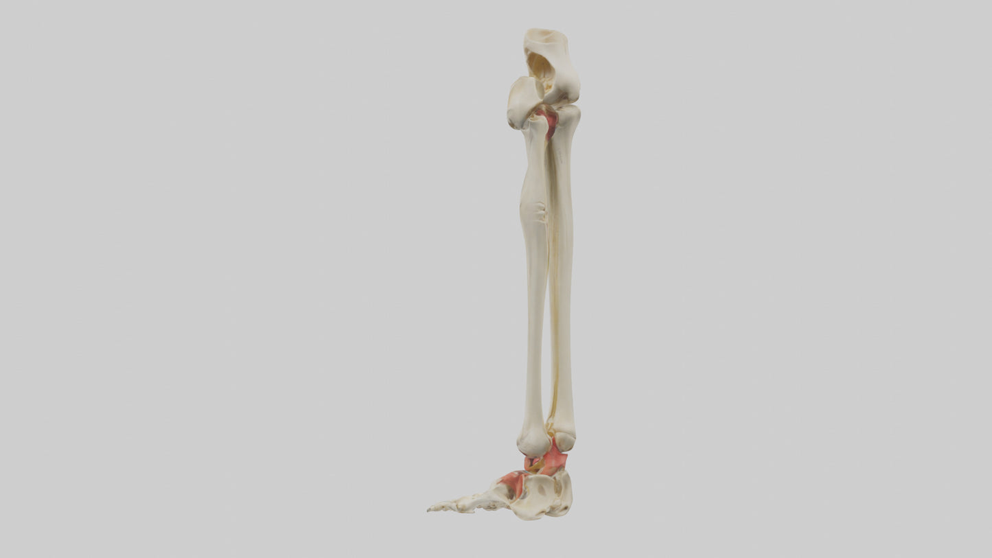 3D model Human Tibia and Fibula Model VR / AR / low-poly