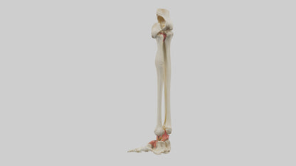 3D model Human Tibia and Fibula Model VR / AR / low-poly