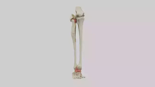 3D model Human Tibia and Fibula Model VR / AR / low-poly