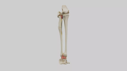 3D model Human Tibia and Fibula Model VR / AR / low-poly
