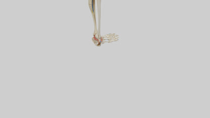 3D model Human Tibia and Fibula Model VR / AR / low-poly