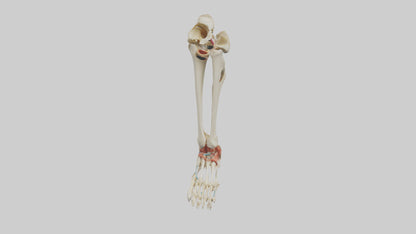 3D model Human Tibia and Fibula Model VR / AR / low-poly