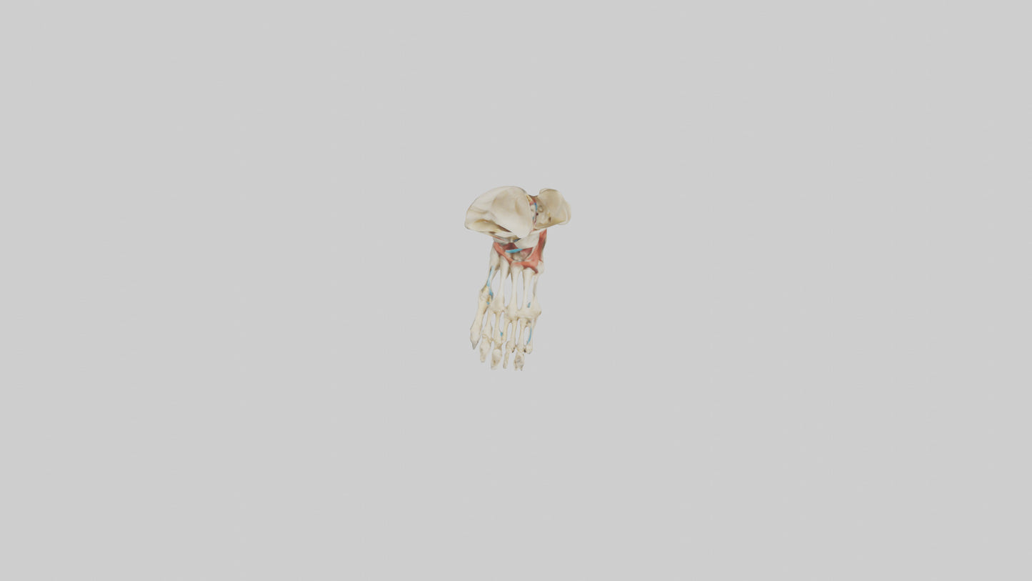 3D model Human Tibia and Fibula Model VR / AR / low-poly