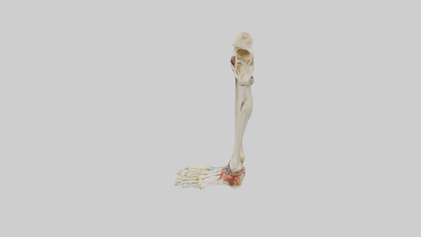 3D model Human Tibia and Fibula Model VR / AR / low-poly