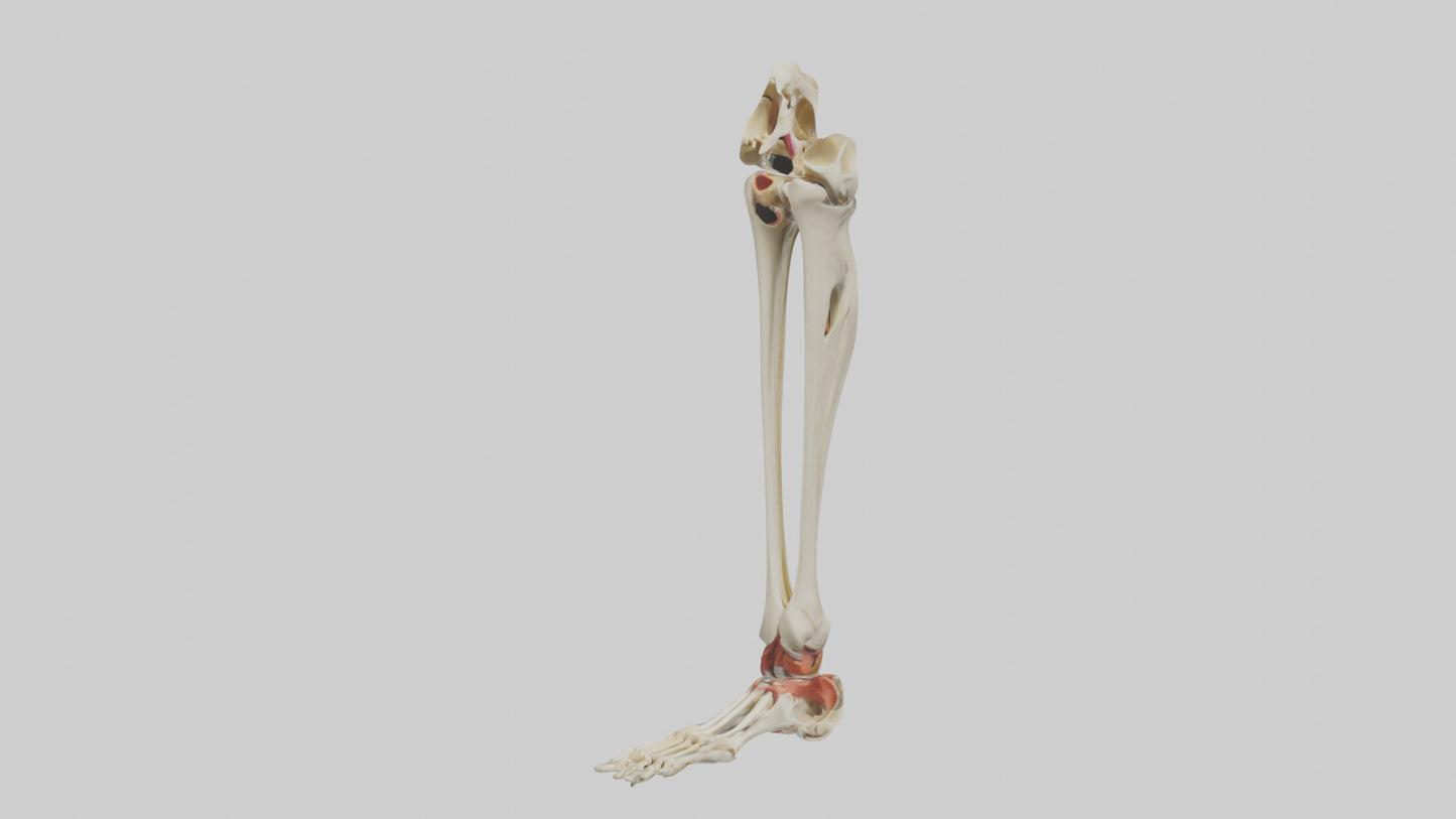 3D model Human Tibia and Fibula Model VR / AR / low-poly