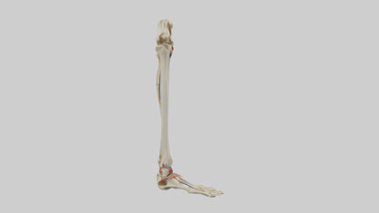 3D model Human Tibia and Fibula Model VR / AR / low-poly