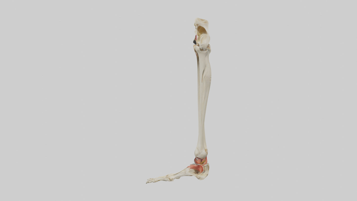 3D model Human Tibia and Fibula Model VR / AR / low-poly
