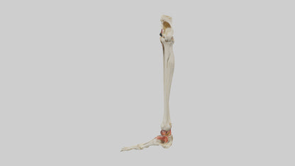 3D model Human Tibia and Fibula Model VR / AR / low-poly