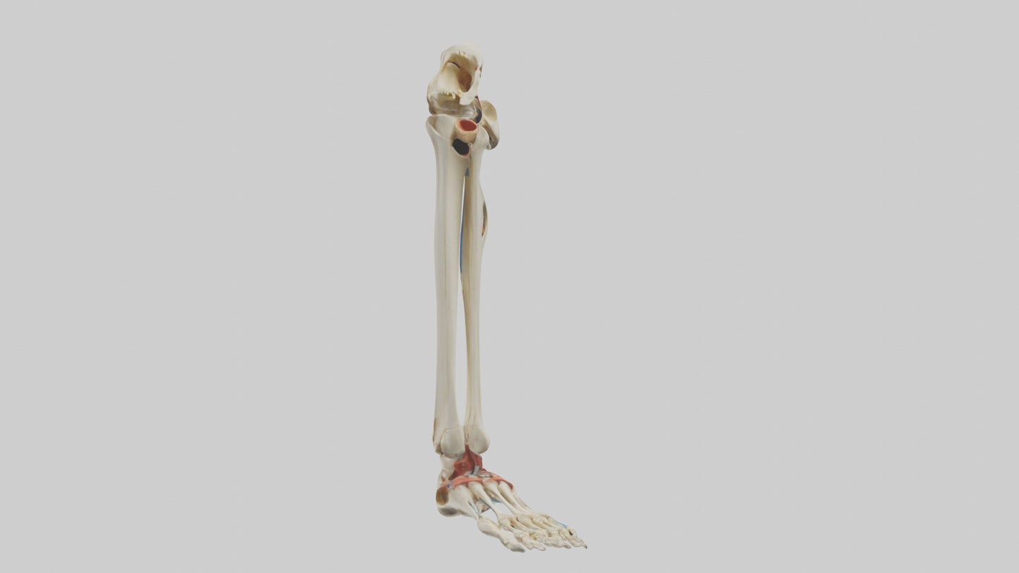 3D model Human Tibia and Fibula Model VR / AR / low-poly