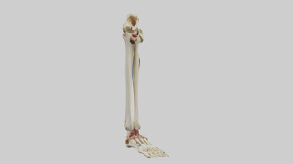 3D model Human Tibia and Fibula Model VR / AR / low-poly