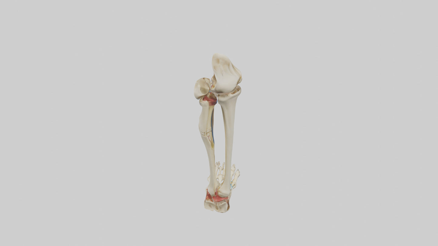 3D model Human Tibia and Fibula Model VR / AR / low-poly