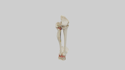 3D model Human Tibia and Fibula Model VR / AR / low-poly