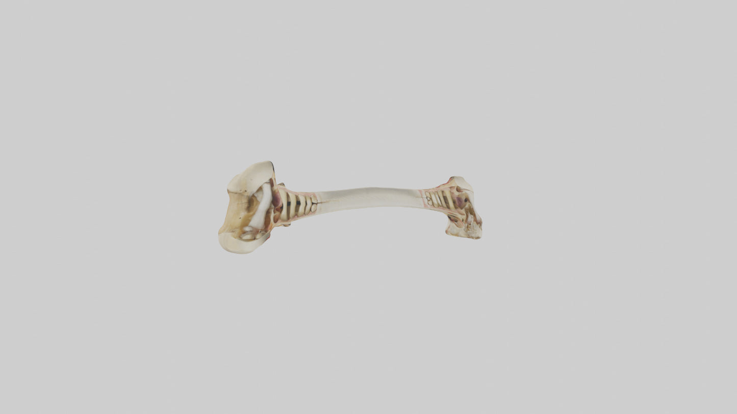 3D model Human Tibia Model VR / AR / low-poly