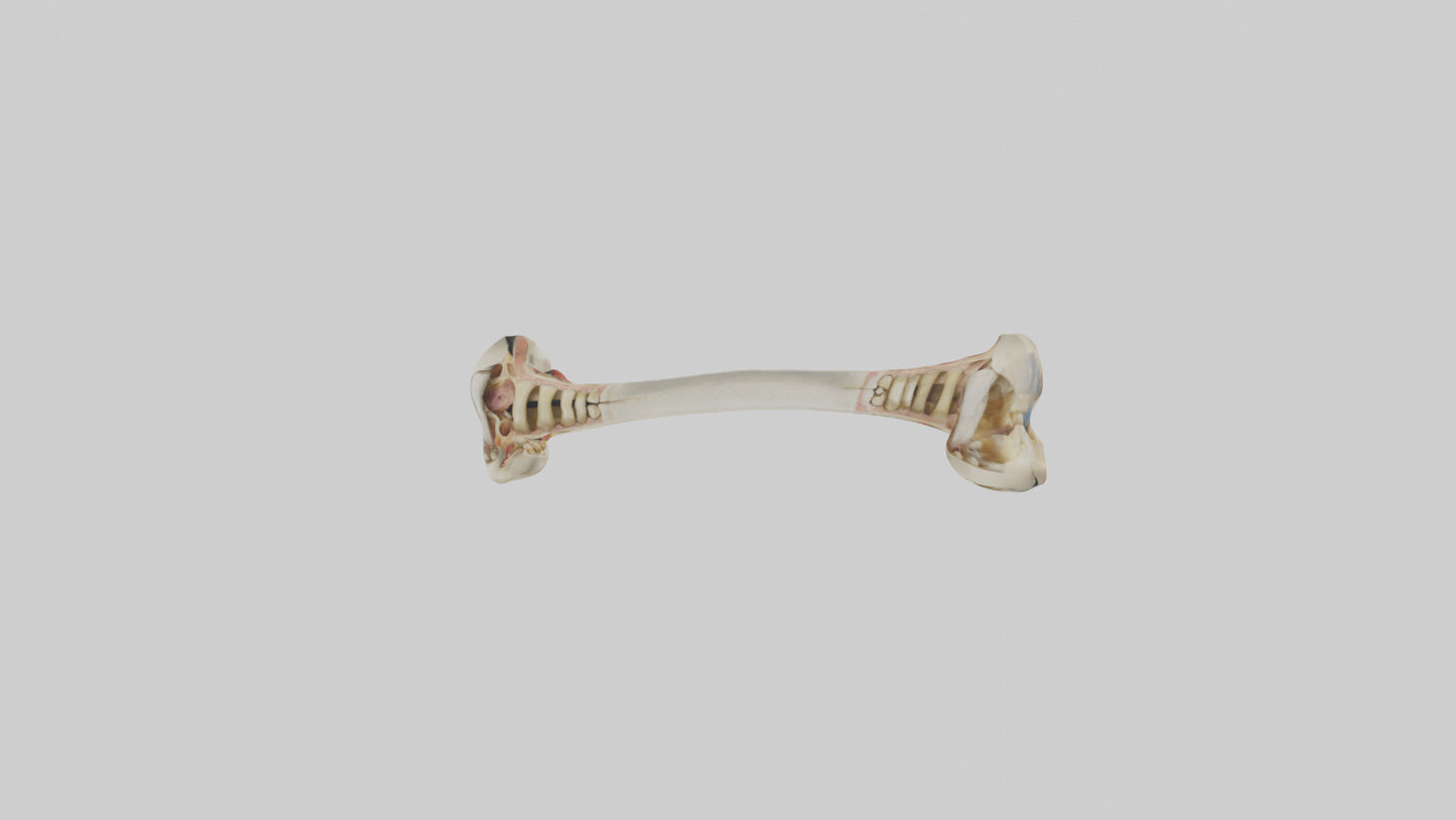 3D model Human Tibia Model VR / AR / low-poly