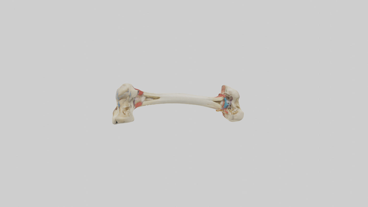 3D model Human Tibia Model VR / AR / low-poly