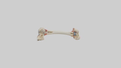 3D model Human Tibia Model VR / AR / low-poly