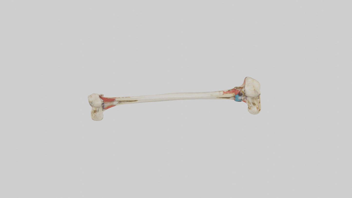 3D model Human Tibia Model VR / AR / low-poly