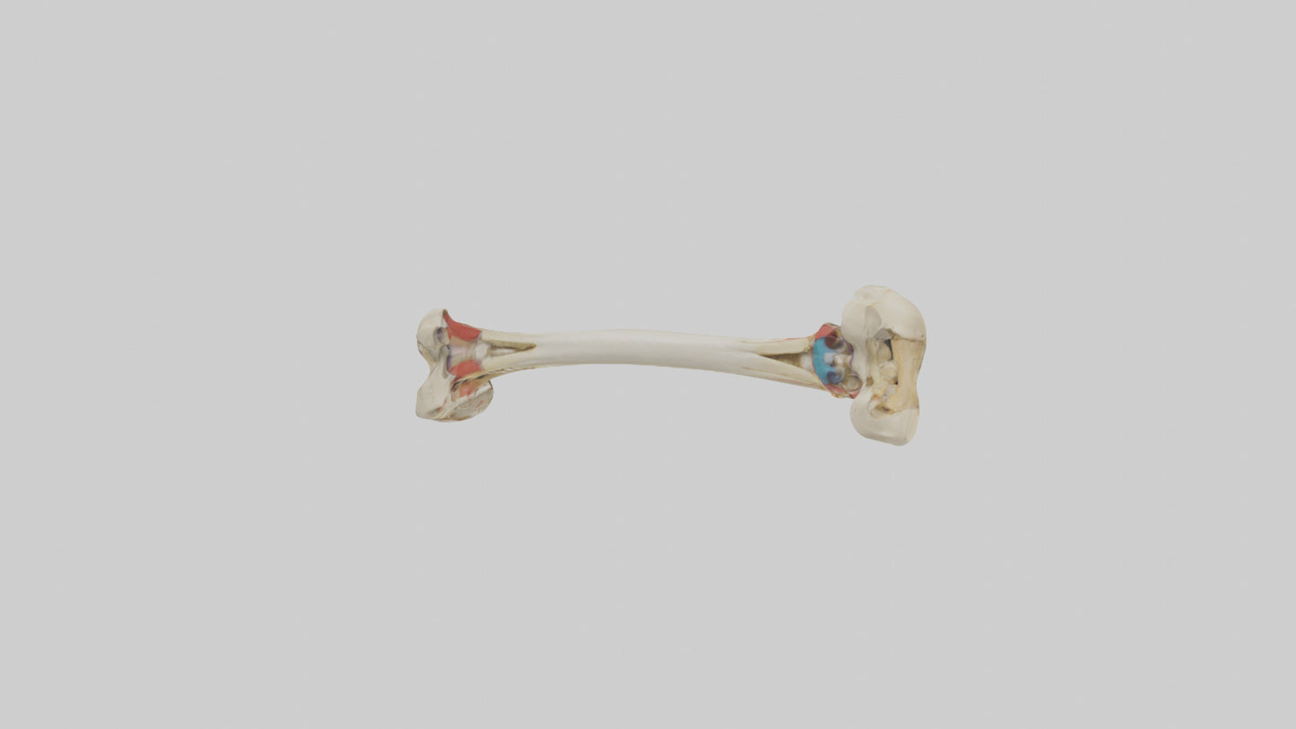 3D model Human Tibia Model VR / AR / low-poly