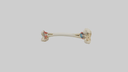 3D model Human Tibia Model VR / AR / low-poly