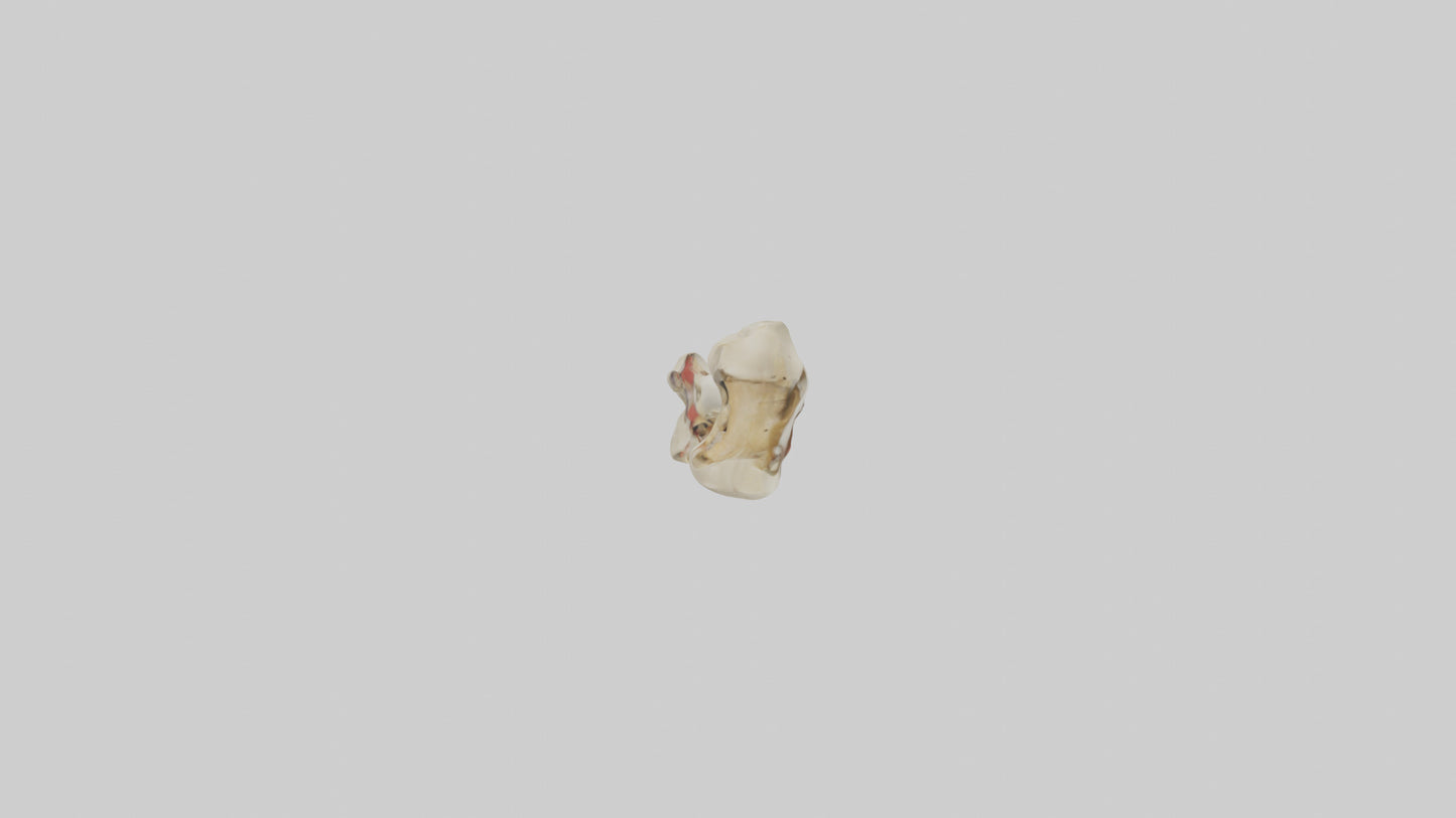 3D model Human Tibia Model VR / AR / low-poly