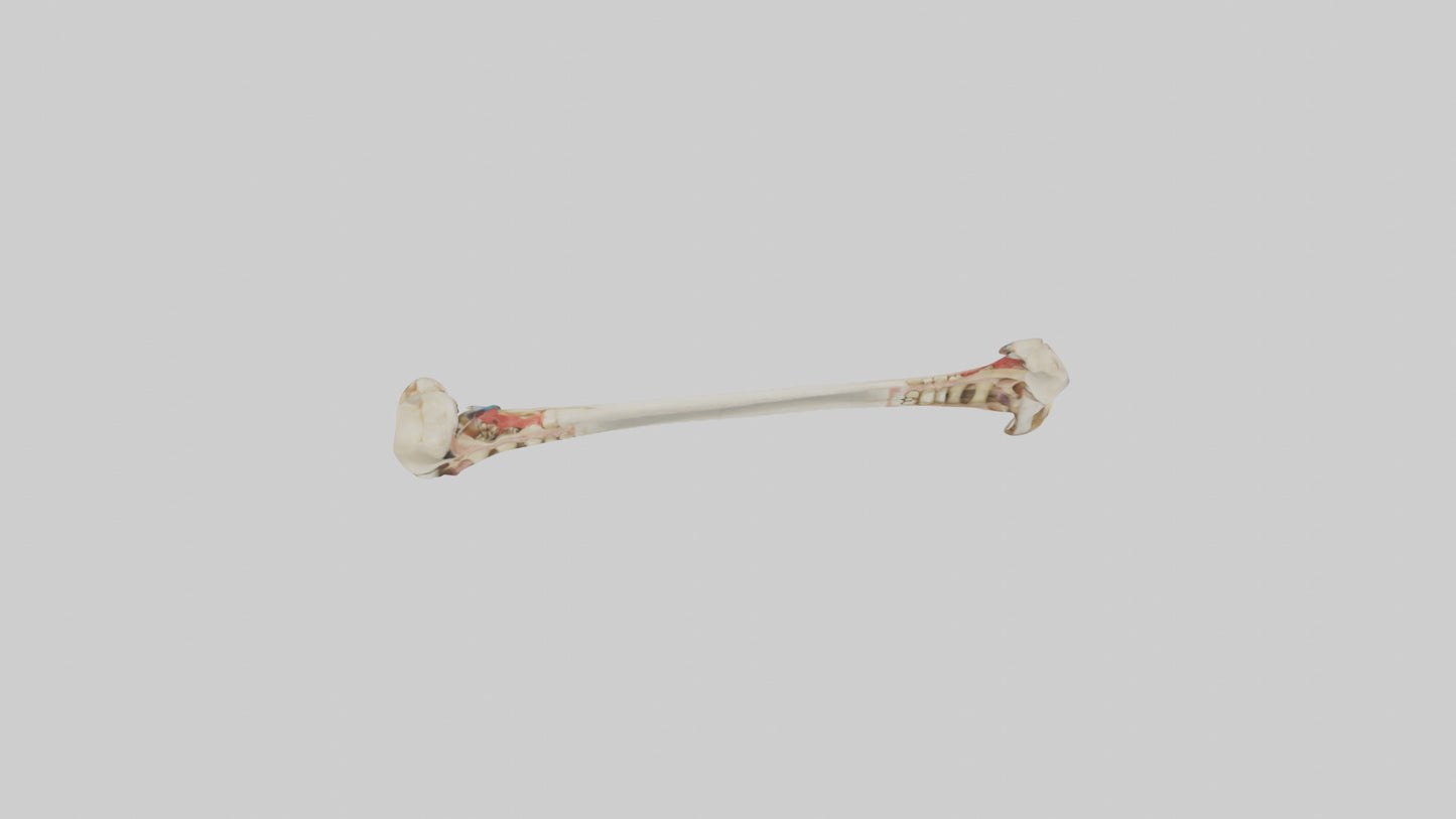 3D model Human Tibia Model VR / AR / low-poly