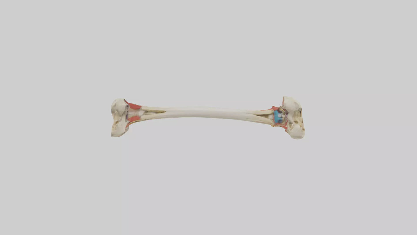 3D model Human Tibia Model VR / AR / low-poly