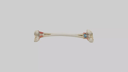 3D model Human Tibia Model VR / AR / low-poly
