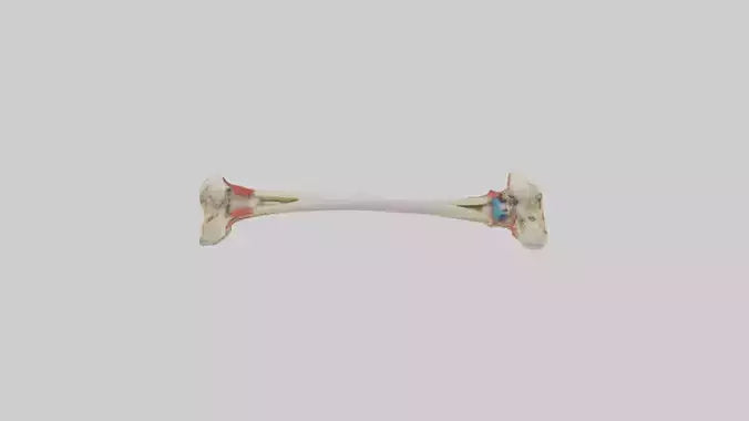 3D model Human Tibia Model VR / AR / low-poly