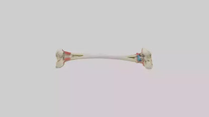 3D model Human Tibia Model VR / AR / low-poly