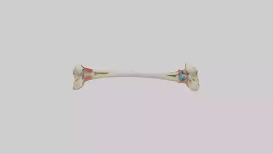 3D model Human Tibia Model VR / AR / low-poly
