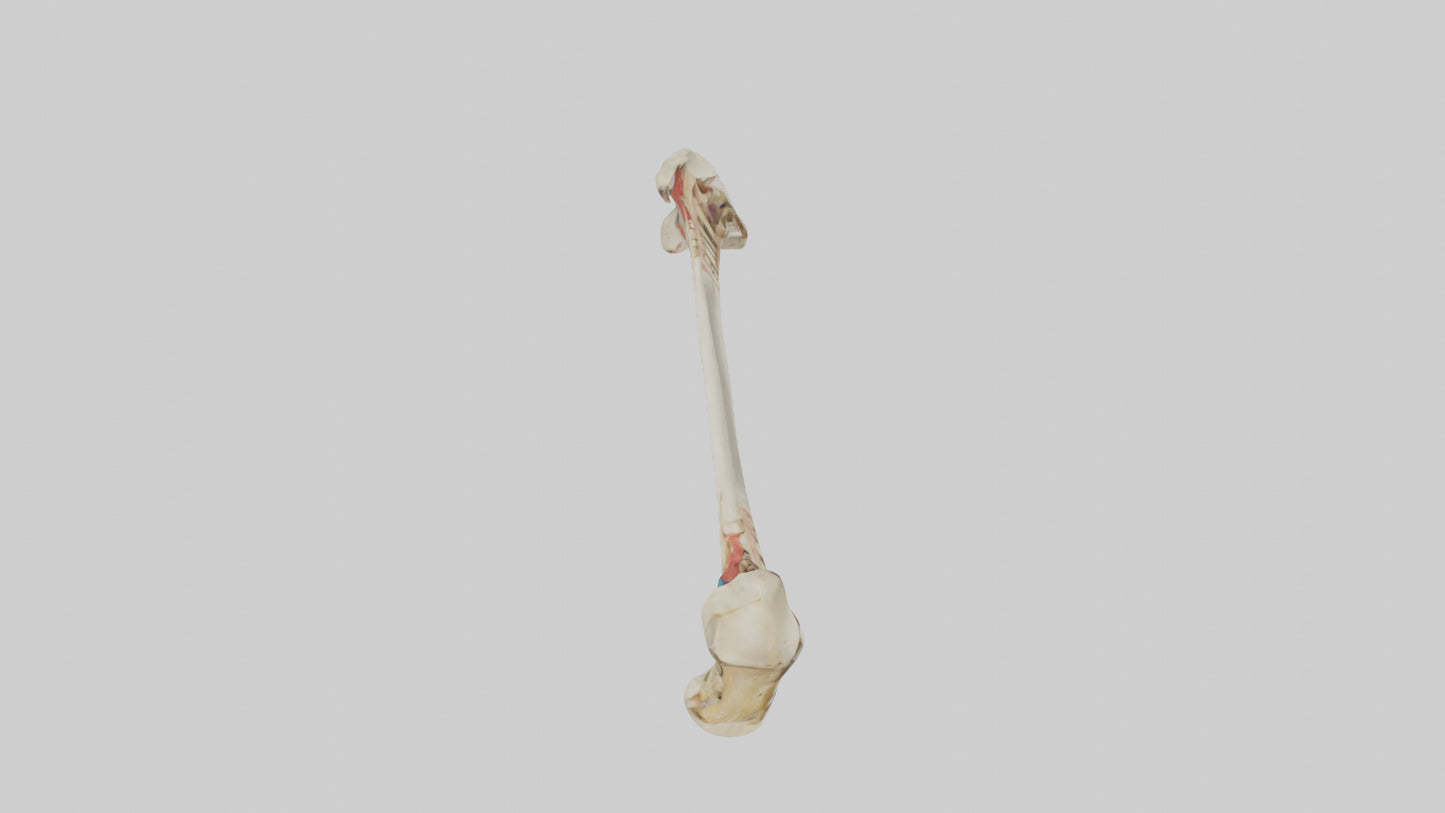3D model Human Tibia Model VR / AR / low-poly
