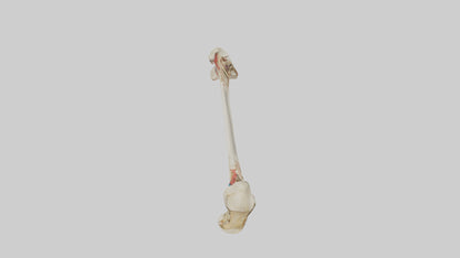 3D model Human Tibia Model VR / AR / low-poly