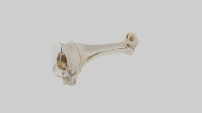 3D model Human Tibia Skeleton model VR / AR / low-poly