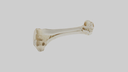 3D model Human Tibia Skeleton model VR / AR / low-poly